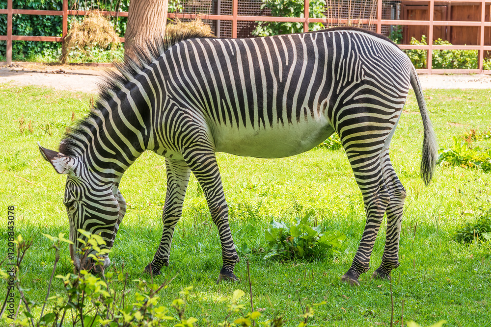 Grevy's zebra, lat Equus grevyi, also known as the imperial zebra eats green grass. Grevy's zebra, lat Equus grevyi, also known as the imperial zebra eats green grass.