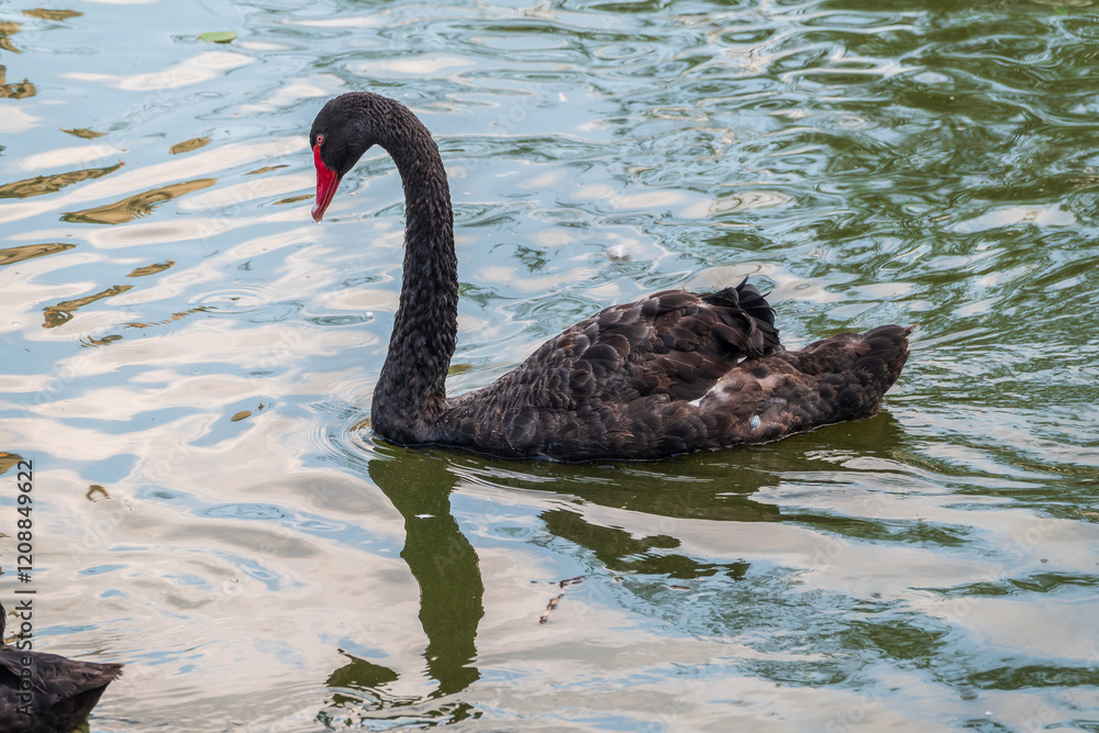 Obraz premium A graceful black swan with a red beak is swimming on a lake with dark green water. Cygnus atratus