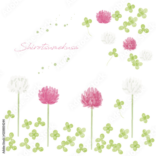 シロツメクサの手描き水彩画イラスト