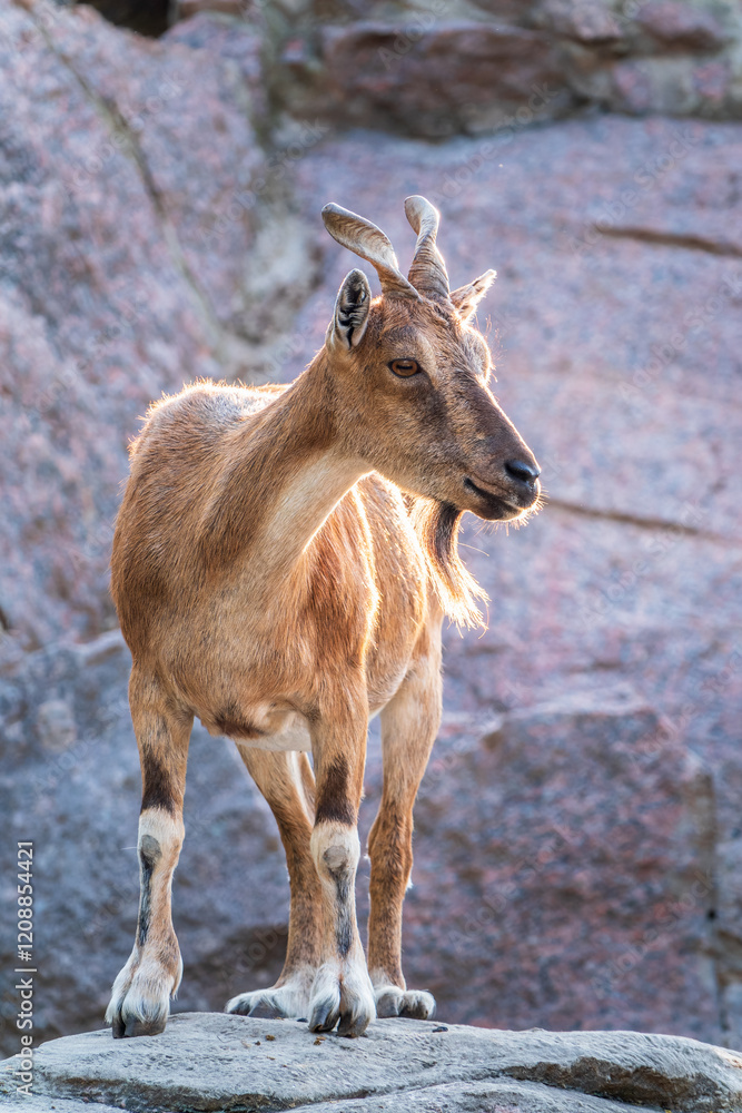 Markhor female on the rock. Latin name - Capra falconeri. Wild goat native to Central Asia, Karakoram and the Himalayas Markhor female on the rock. Latin name - Capra falconeri. Wild goat native to Central Asia, Karakoram and the Himalayas