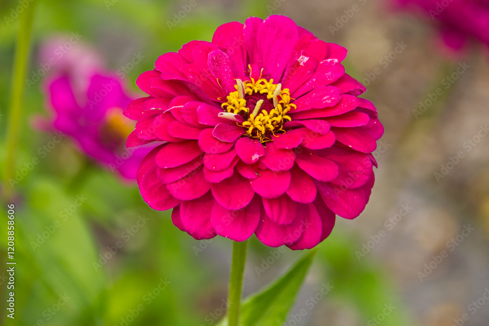 Obraz premium Pink Zinnias in Bloom in the Summer