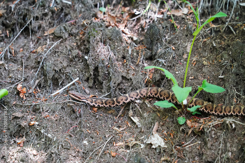 藪の中を這うマムシ photo