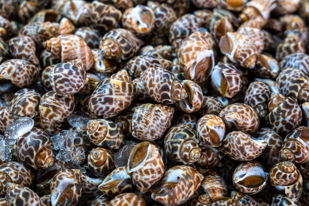 Spotted babylon - Babylonia areolata. Pile of fresh Sweet shellfish in an ice tray on a stall for sale at Thai Seafood Market. Spotted babylon - Babylonia areolata. Pile of fresh Sweet shellfish in an ice tray on a stall for sale at Thai Seafood Market.
