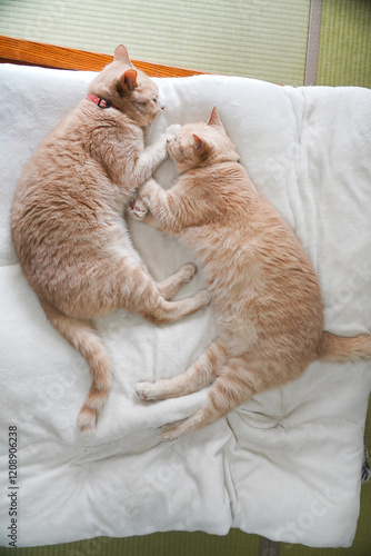 布団に寝る、仲良し兄弟猫二匹