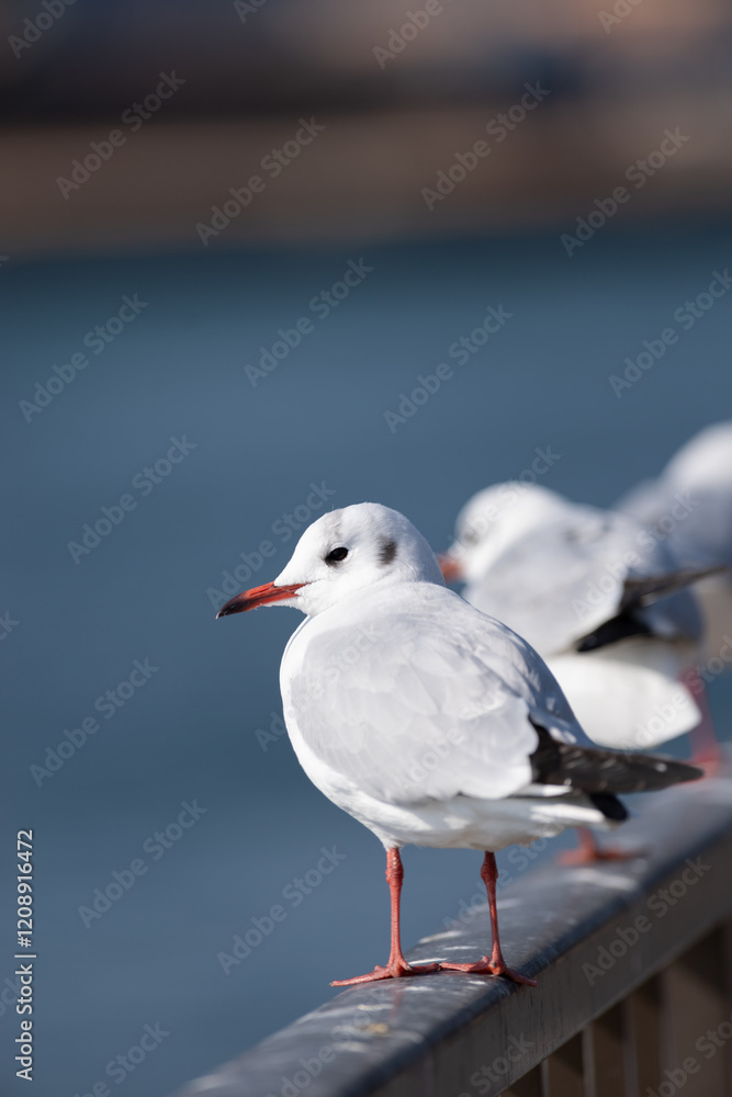 Fototapeta premium 並んでいる可愛いユリカモメ