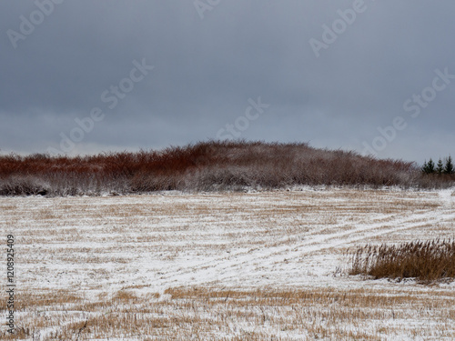 Wallpaper Mural Winter landscape with a snowy field and frosted bushes. Farm field with stubble of harvested crops in winter. The earth rests and sleeps. Natural textures and colors Torontodigital.ca