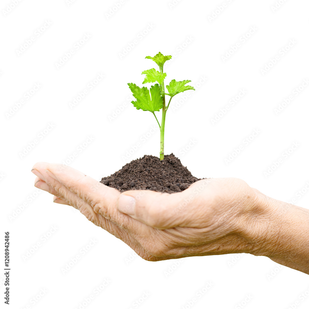 currant sprout in male hands. small seedling plant isolated on white background currant sprout in male hands. small seedling plant isolated on white background