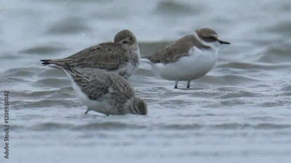 Several Spoon billed Sandpipers foraging Several Spoon billed Sandpipers foraging
