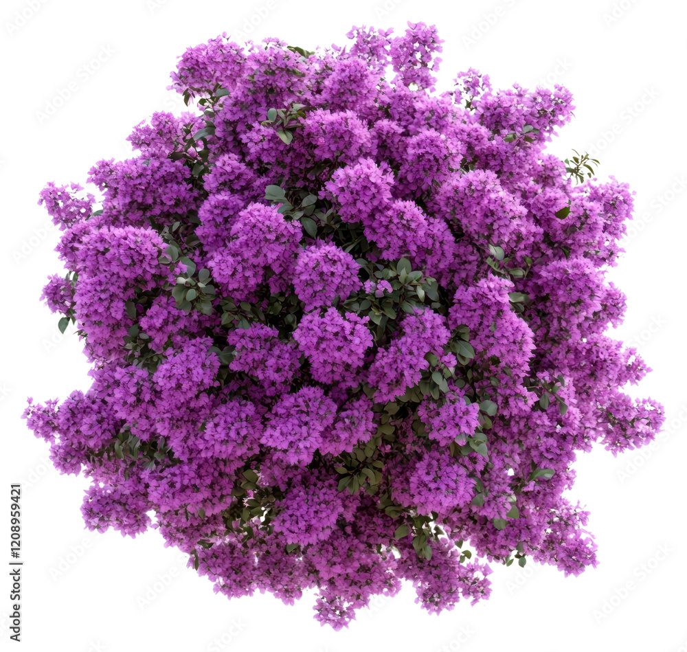 Obraz premium PNG Real purple flower bushes flowers shape purple flowers.