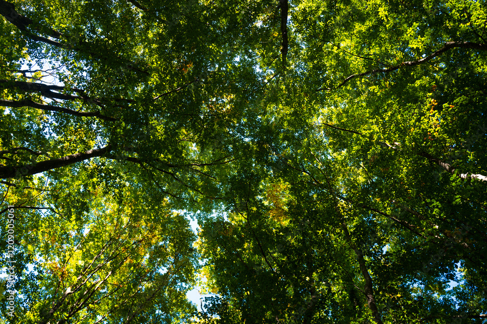 Green forest and nature. Nature green leaf on blurred greenery background with copy space. Natural green plants landscape, ecology wallpaper concept. Green texture background. Tree bokeh. Green forest and nature. Nature green leaf on blurred greenery background with copy space. Natural green plants landscape, ecology wallpaper concept. Green texture background. Tree bokeh.