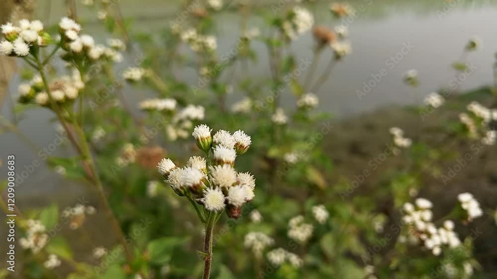 flowers in the field flowers in the field
