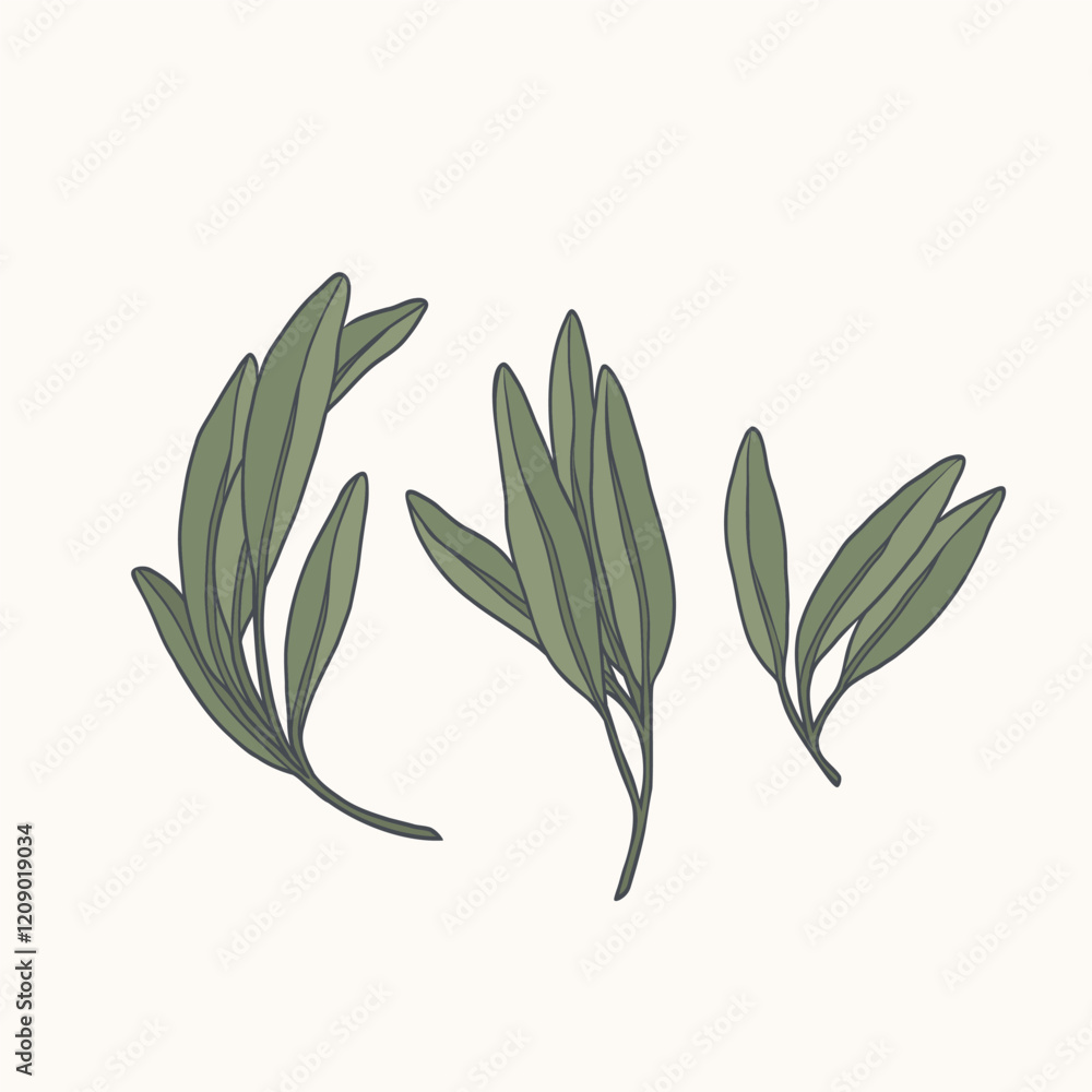 Obraz premium Line art sage branches set