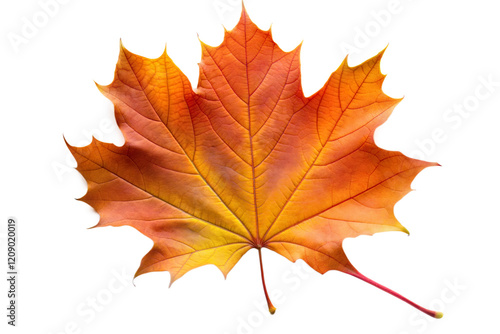 Wallpaper Mural Autumn Maple Leaf Torontodigital.ca