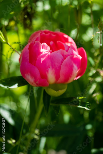 Wallpaper Mural nice peonies in the garden Torontodigital.ca
