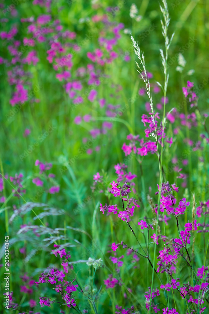 Naklejka premium summer meadow with pink flowers