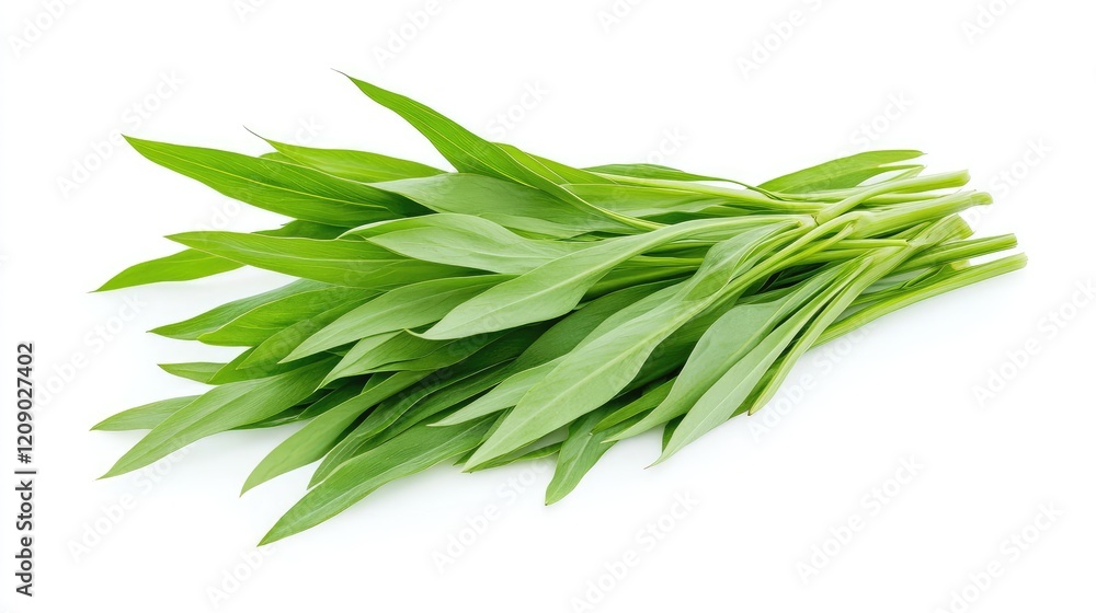 Fresh Green Agathi Leaves Group Isolated on White Background Nutritional Herb for Health and Culinary Uses Fresh Green Agathi Leaves Group Isolated on White Background Nutritional Herb for Health and Culinary Uses