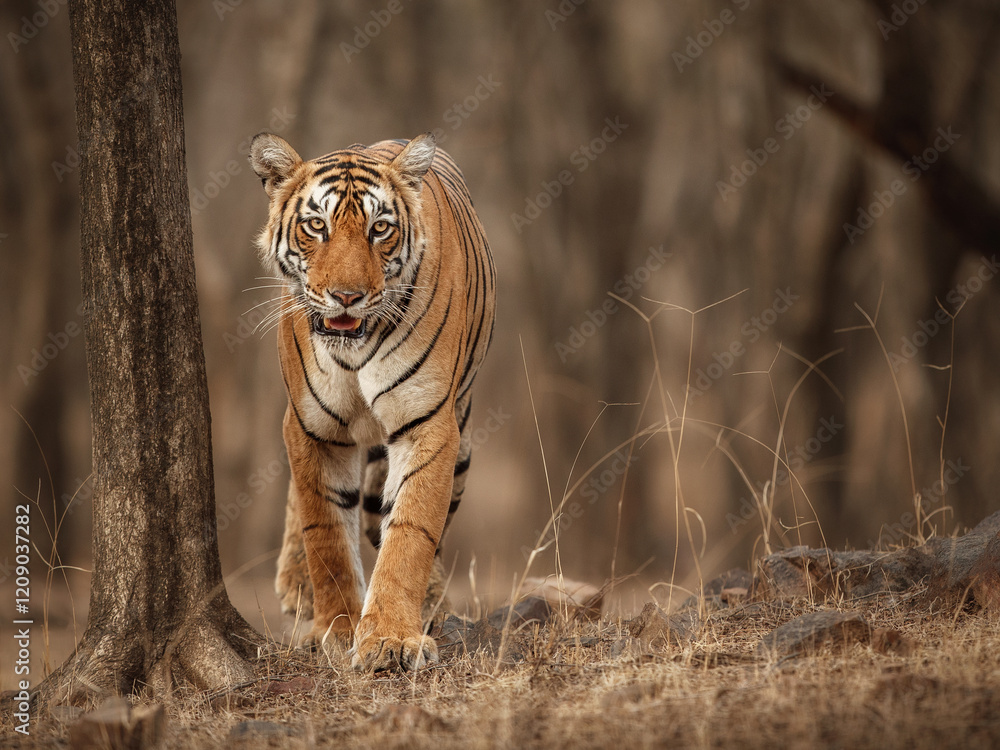 Fototapeta premium Beautiful tiger in the nature habitat. Tiger pose in amazing light. Wildlife scene with wild animal. Indian wildlife. Indian tiger. Panthera tigris tigris.