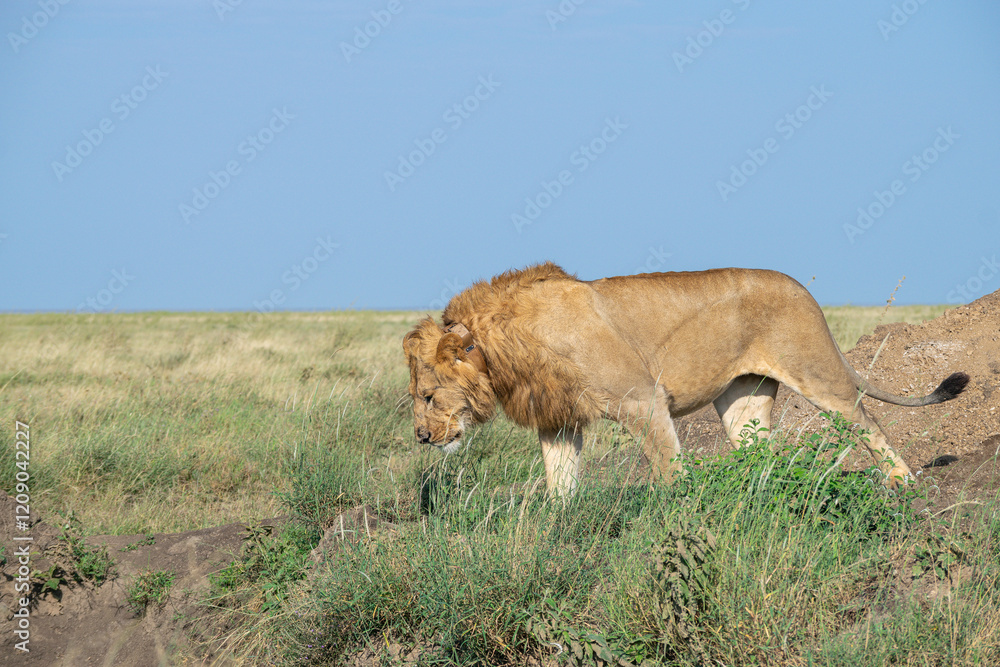 Fototapeta premium Lions in the Serengeti, Tanzania, Africa