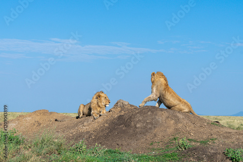 Lions in the Serengeti, Tanzania, Africa photo