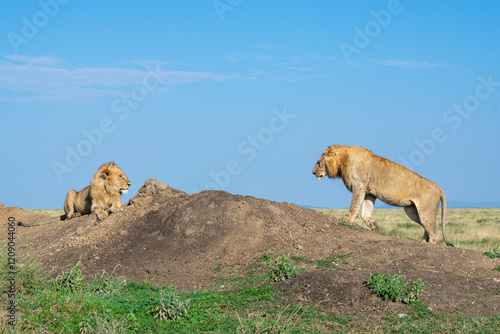 Lions in the Serengeti, Tanzania, Africa photo