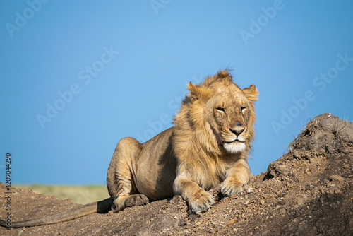 Lions in the Serengeti, Tanzania, Africa photo