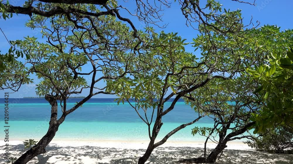 Mangrove trees on a tropical beach. Mangrove trees on a tropical beach.
