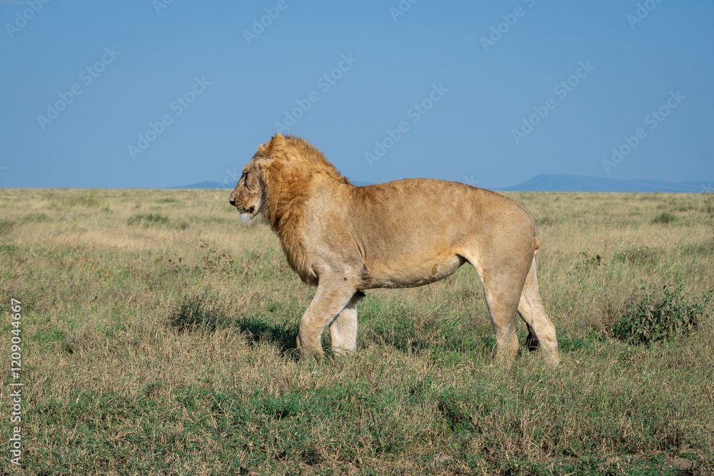 Lions in the Serengeti, Tanzania, Africa Lions in the Serengeti, Tanzania, Africa