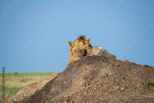 Lions in the Serengeti, Tanzania, Africa photo