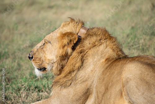 Lions in the Serengeti, Tanzania, Africa photo