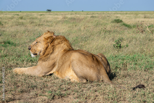 Lions in the Serengeti, Tanzania, Africa photo