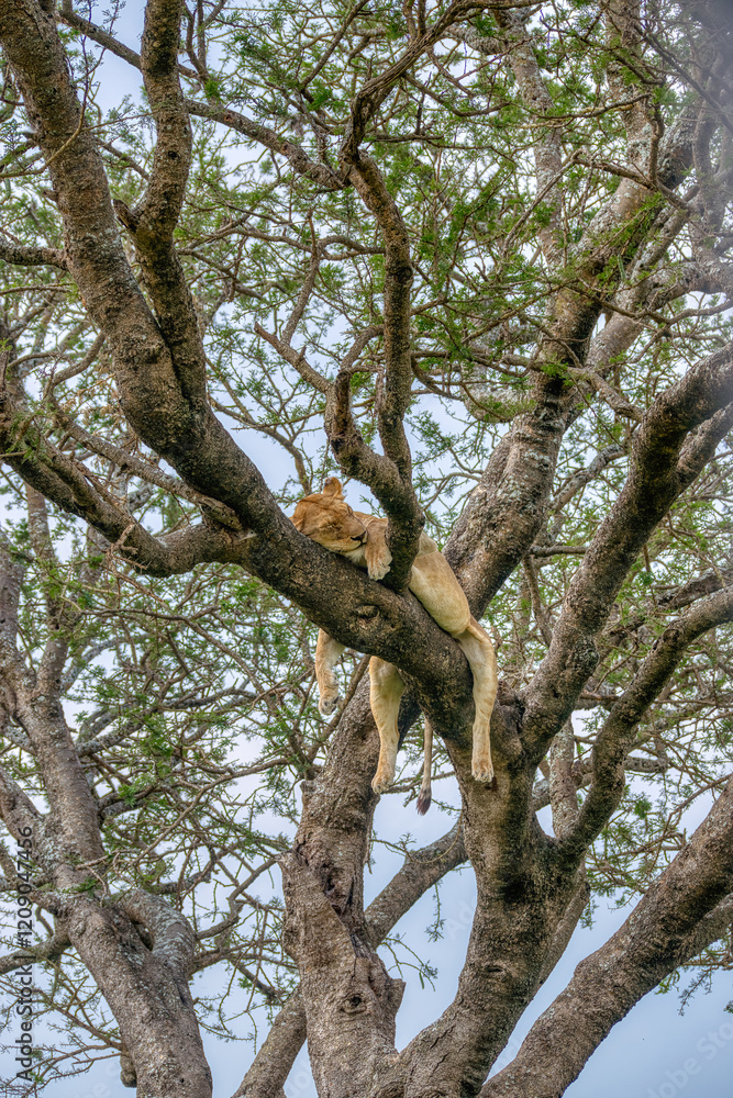 Fototapeta premium Lions in the Serengeti, Tanzania, Africa