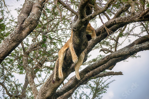 Lions in the Serengeti, Tanzania, Africa photo