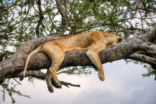 Lions in the Serengeti, Tanzania, Africa photo