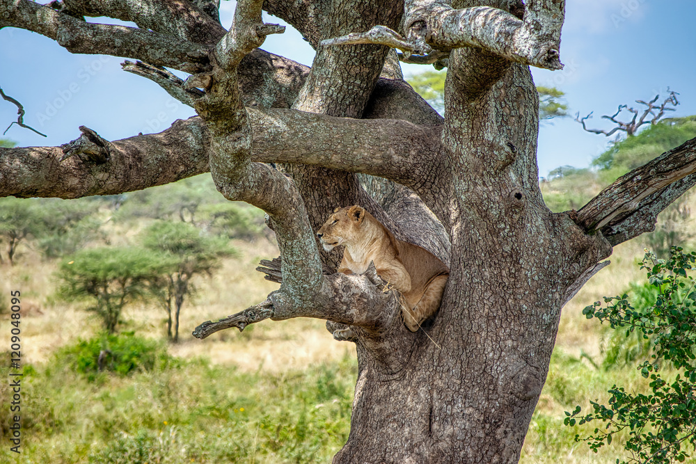 Lions in the Serengeti, Tanzania, Africa