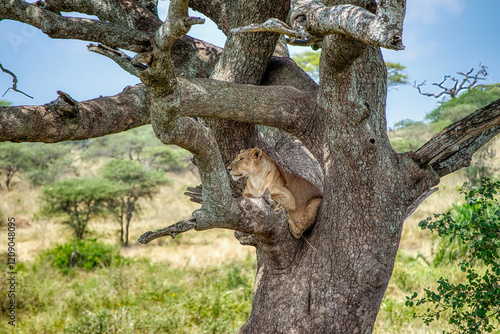 Obraz na płótnie Lions in the Serengeti, Tanzania, Africa w salonie