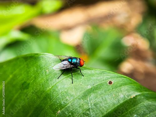 Cochliomyia hominivorax, the New World screw-worm fly, or screw-worm for short, is a species of parasitic fly that is well known for the way in which its larvae (maggots) eat the living tissue.