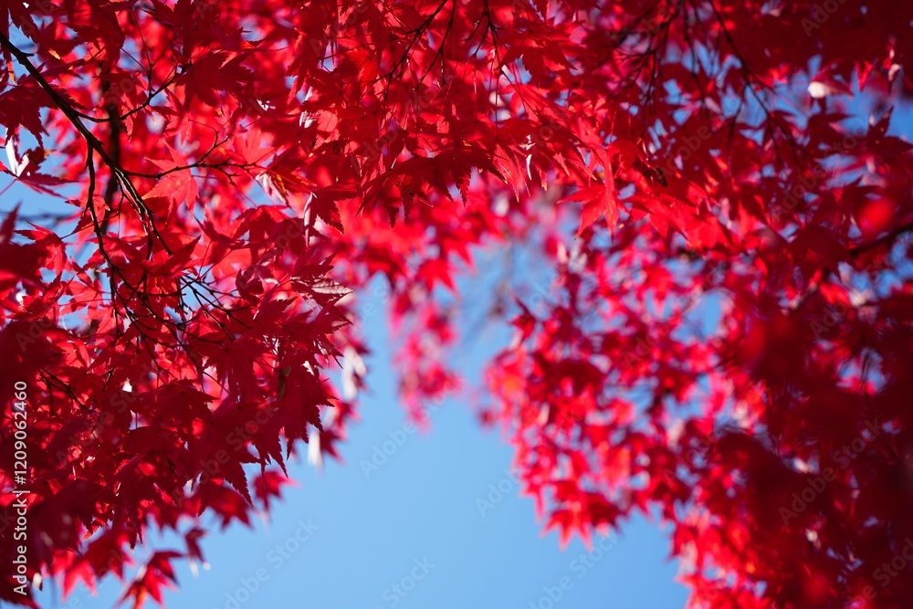 澄んだ青空に映える紅葉 澄んだ青空に映える紅葉