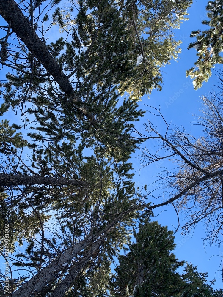 Fototapeta premium Trees and Sky View