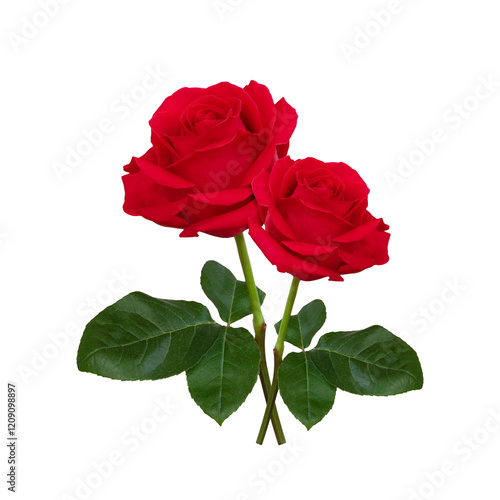 Elegant Pair of Two Vibrant Red Roses with Lush Green Leaves Isolated on White