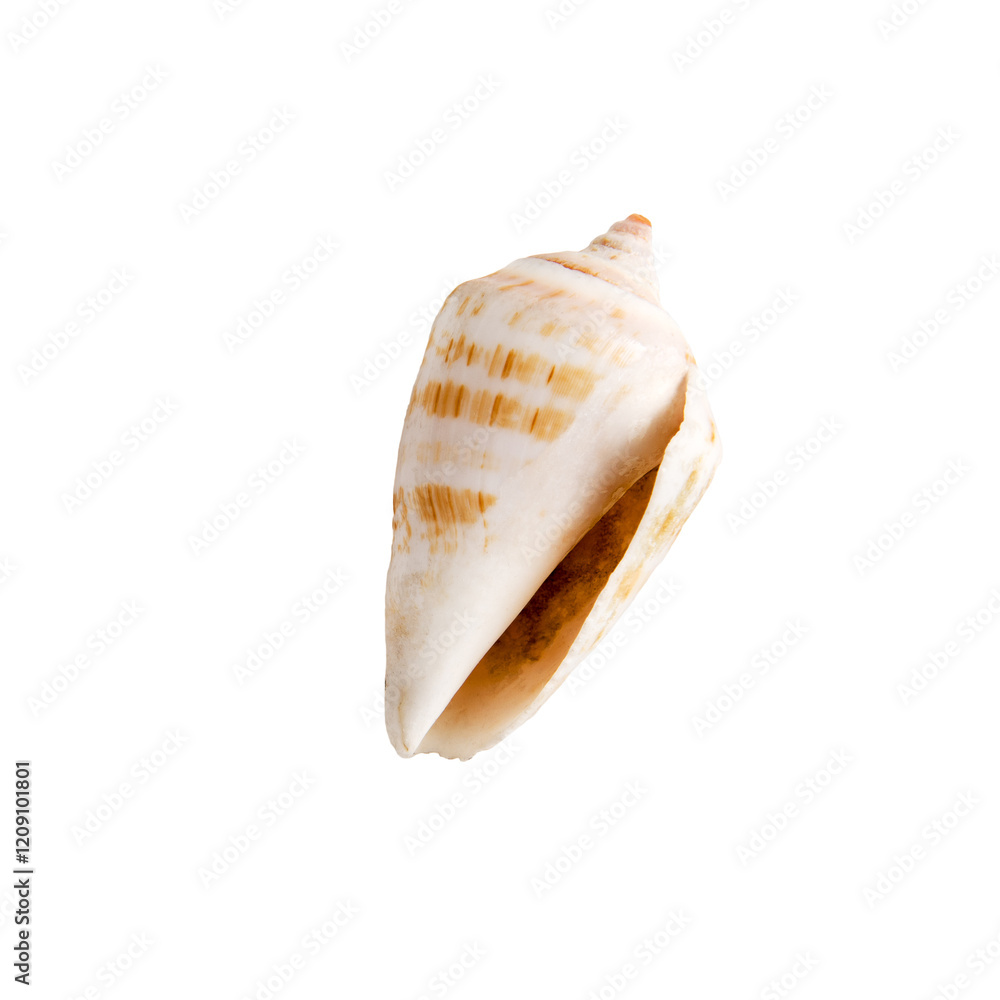 Beautiful marine clam shell on a white isolated background Beautiful marine clam shell on a white isolated background