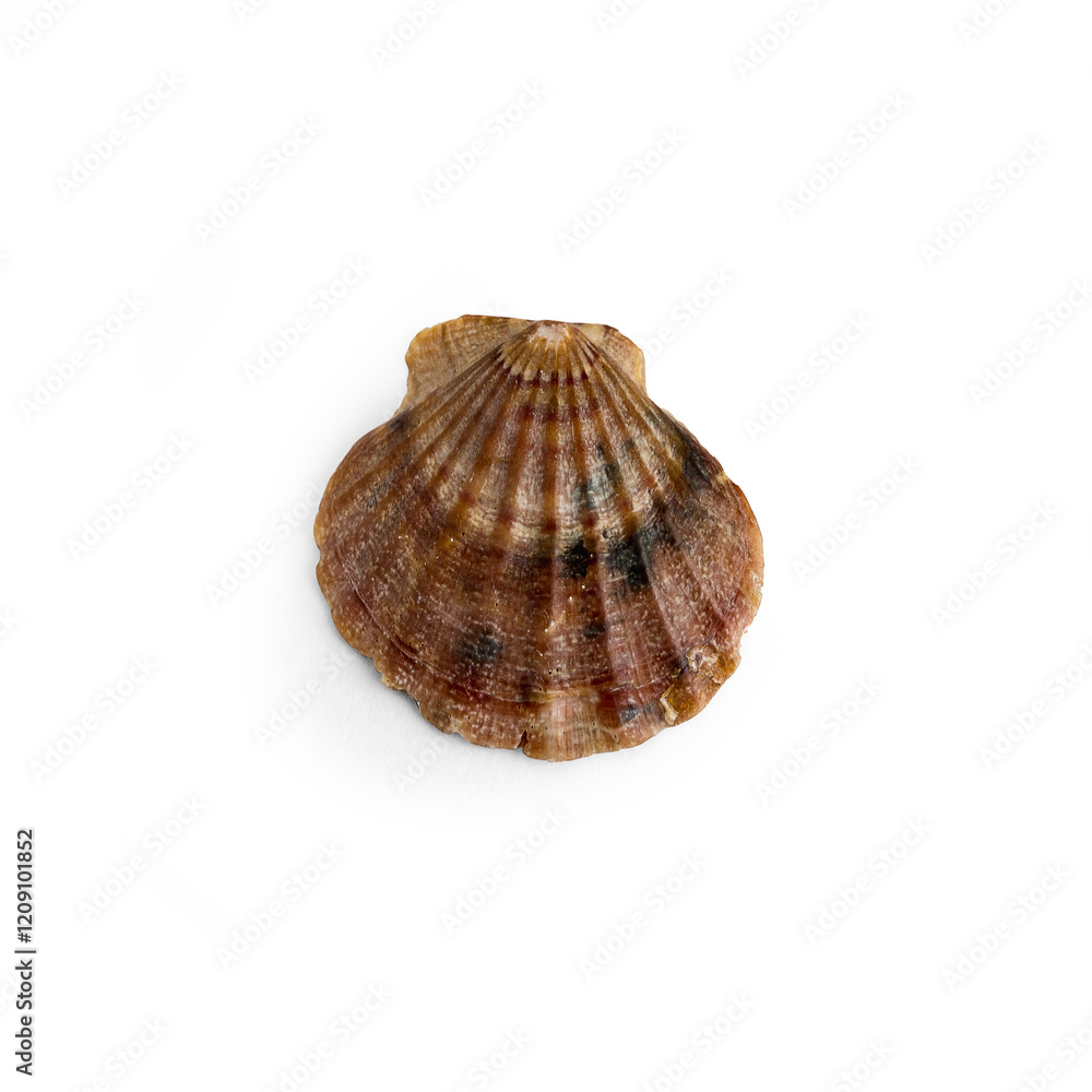 Beautiful marine clam shell on a white isolated background Beautiful marine clam shell on a white isolated background