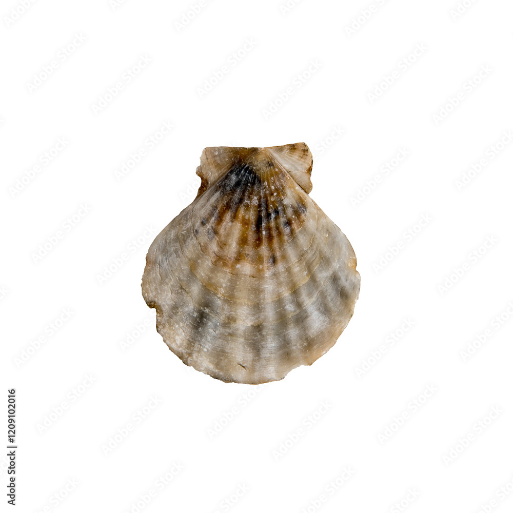 A clam shell on a white isolated background A clam shell on a white isolated background