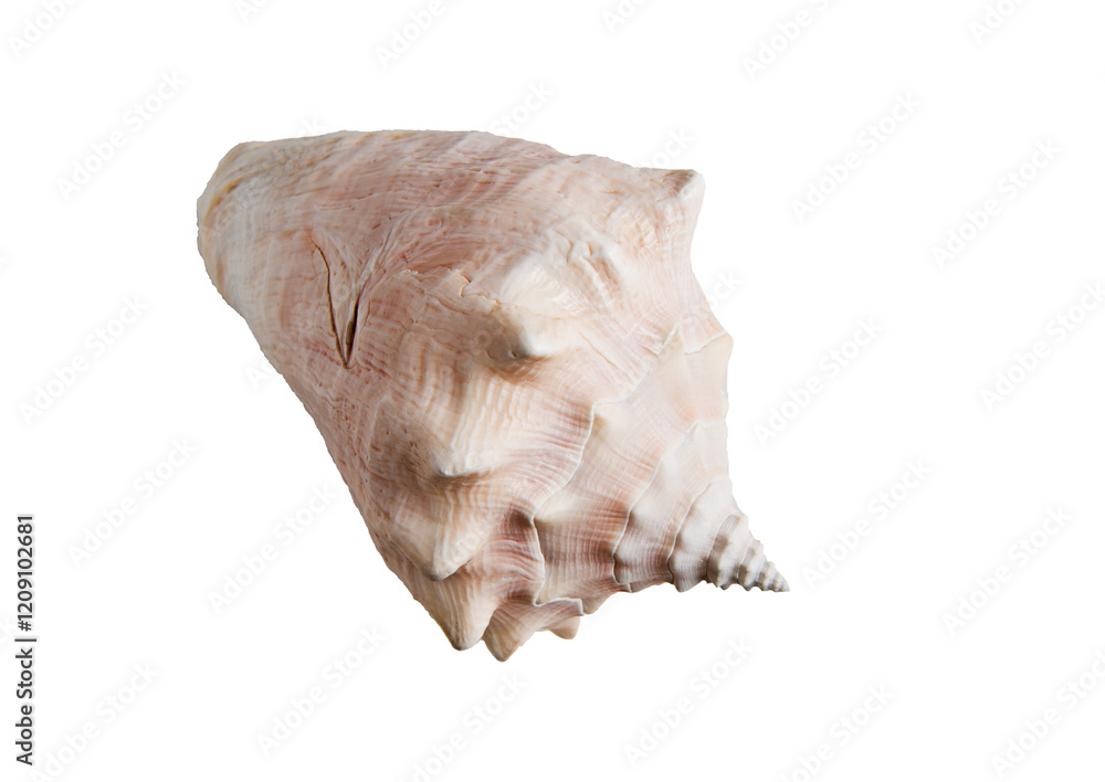 Large sea shell on transparent background Large sea shell on transparent background