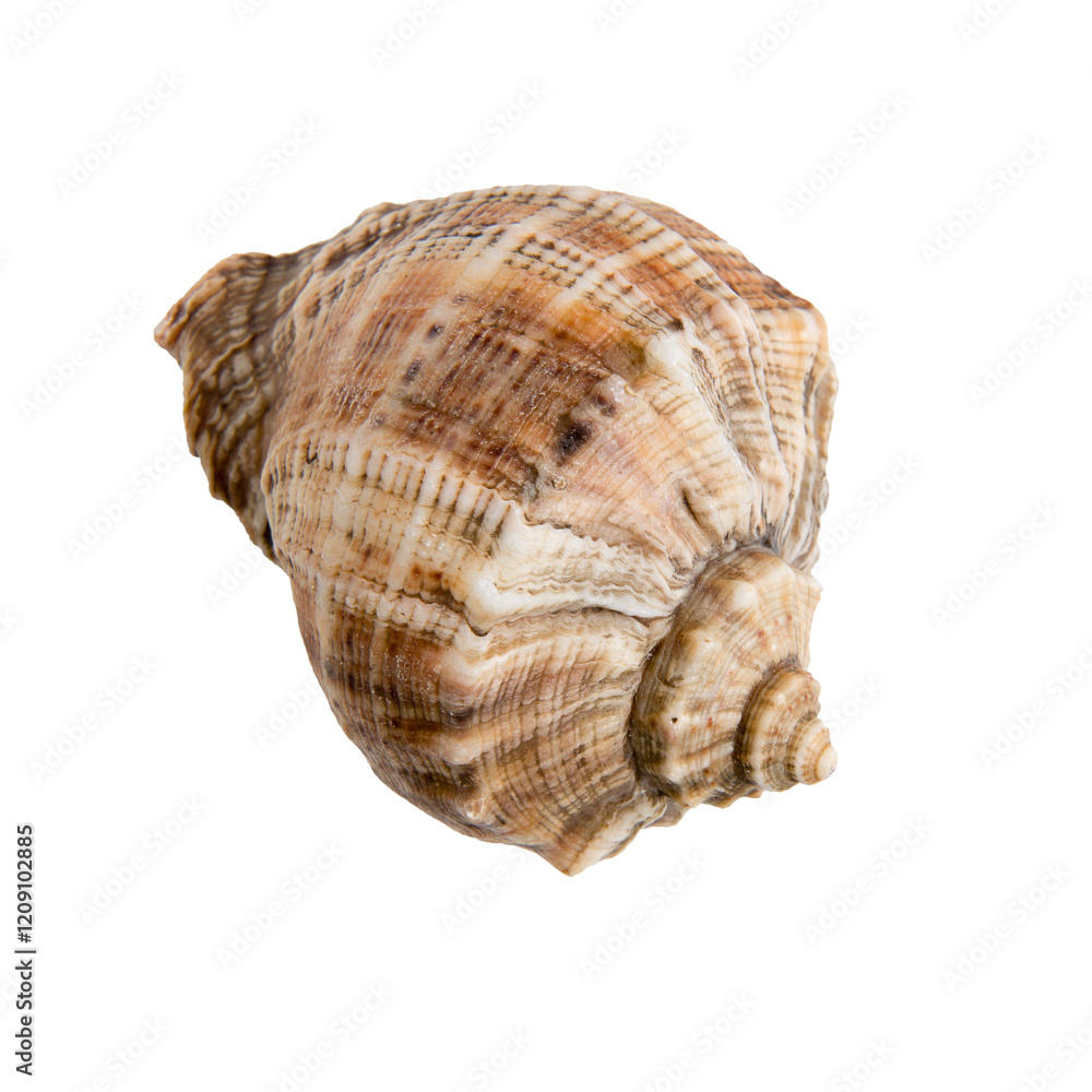 Large sea shell on transparent background Large sea shell on transparent background