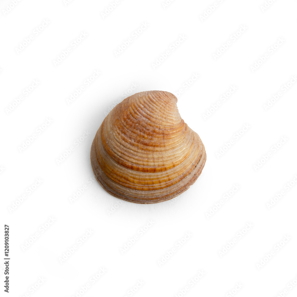 Beautiful marine clam shell on a transparent background Beautiful marine clam shell on a transparent background