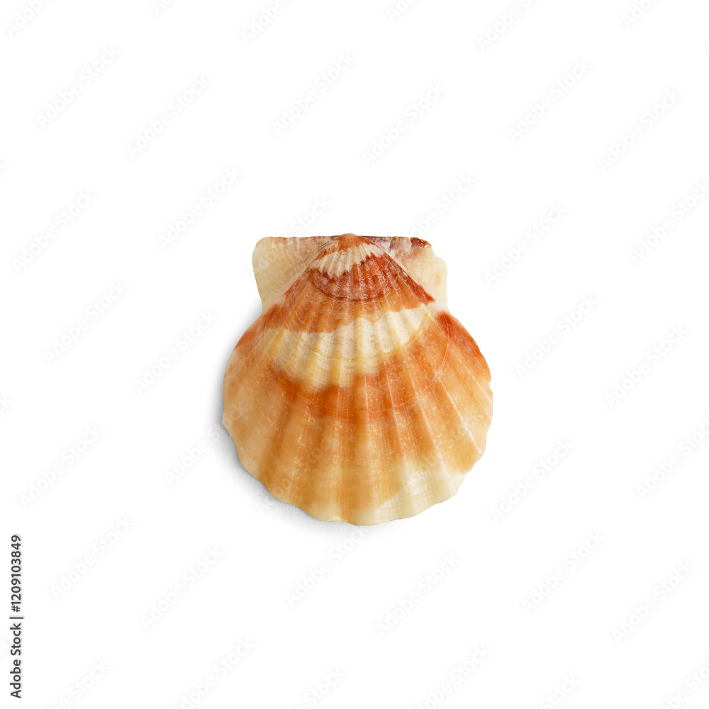 Beautiful marine clam shell on a transparent background Beautiful marine clam shell on a transparent background