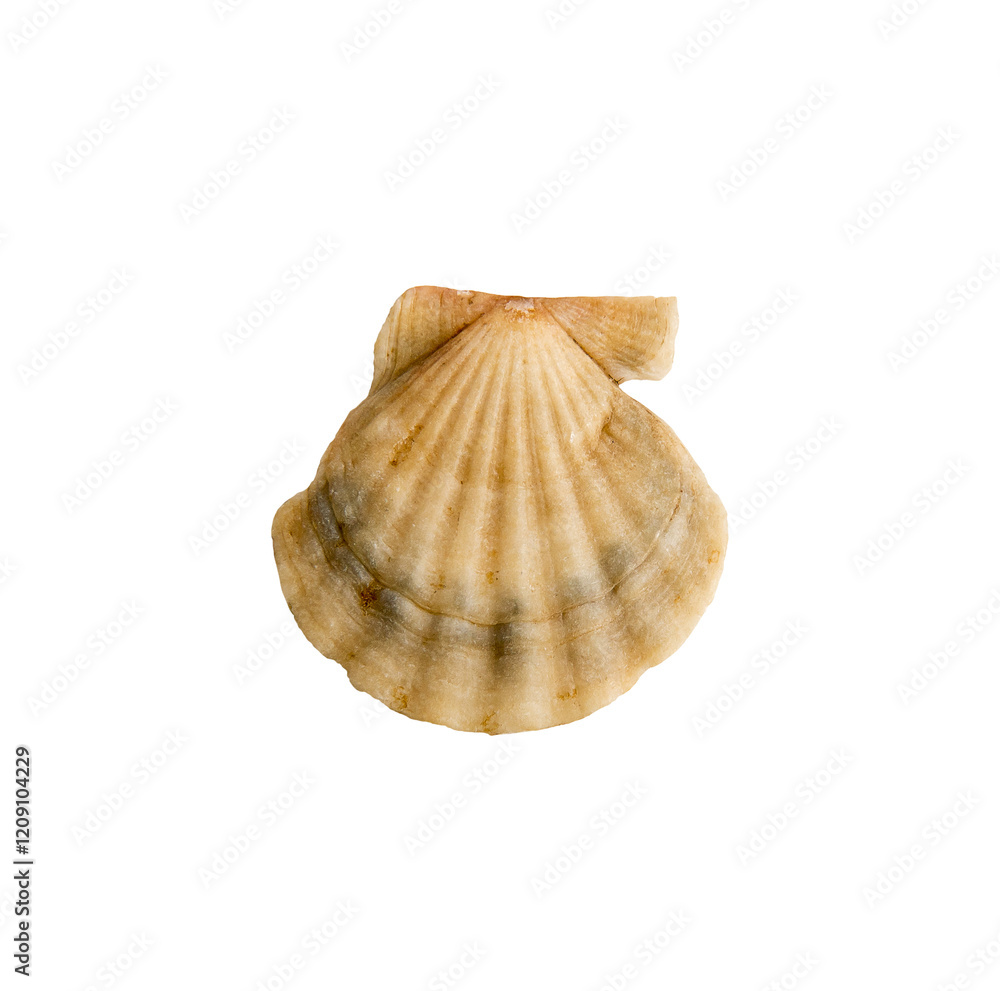 Beautiful marine clam shell on a transparent background Beautiful marine clam shell on a transparent background