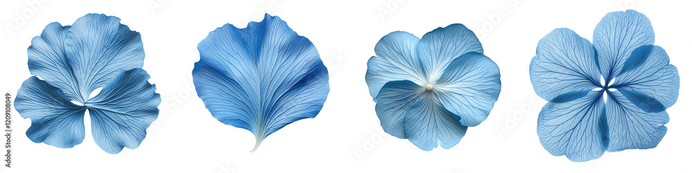 Fototapeta premium Delicate and Ethereal Blue Flower Blossoms in a Minimalist Natural Background Soft and Serene Floral Arrangement with Vibrant Petals and Clean Copy Space