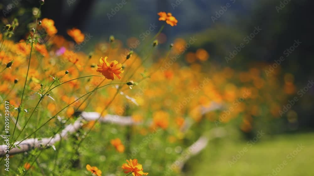 Slow-motion of yellow cosmos flowers gently swaying in the breeze with in a garden. Slow-motion of yellow cosmos flowers gently swaying in the breeze with in a garden.