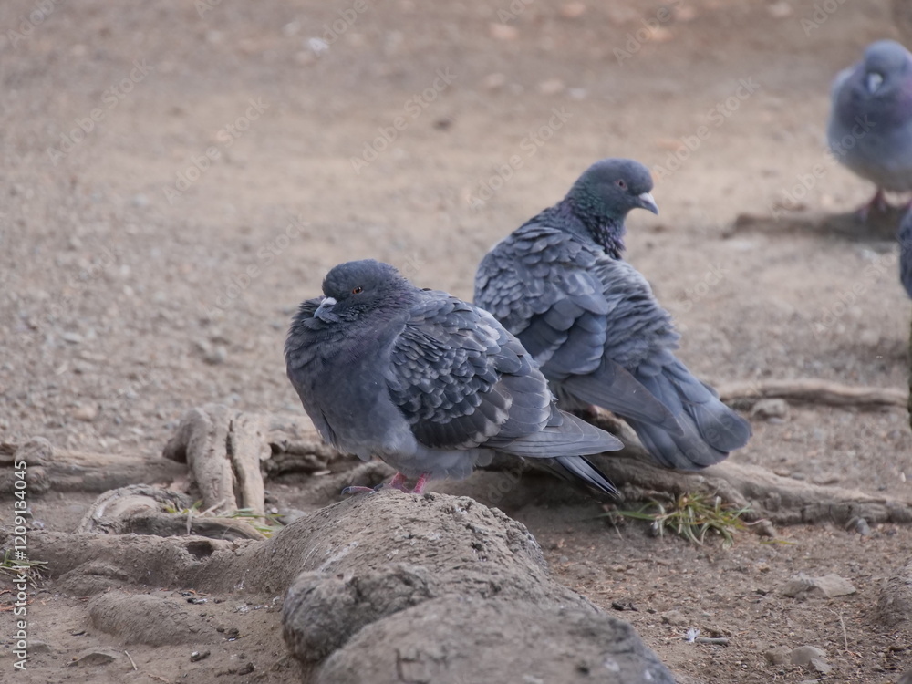 Fototapeta premium Pigeons of Kanuma Park: Close-up of City Birds in Natural Habitat